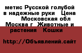 метис Русской голубой в надежные руки › Цена ­ 100 - Московская обл., Москва г. Животные и растения » Кошки   